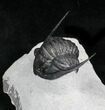 Sweet Cornuproetus Trilobite With Free-Standing Genals #27570-6